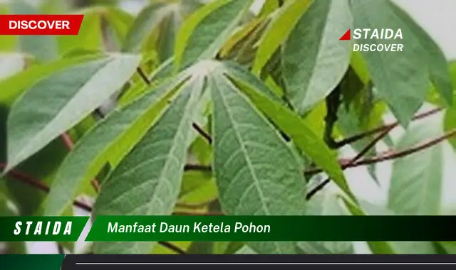 manfaat daun ketela pohon