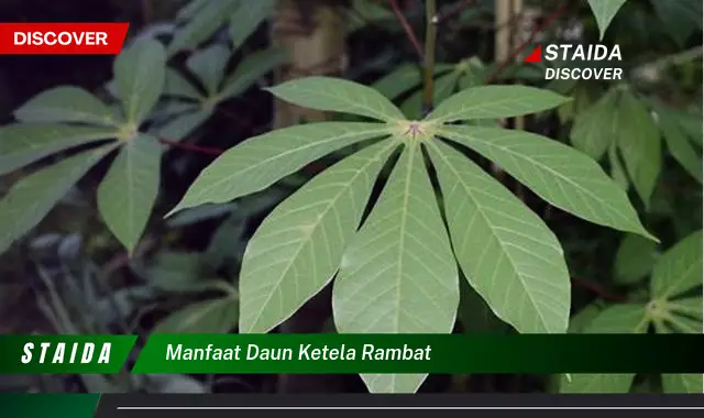 manfaat daun ketela rambat