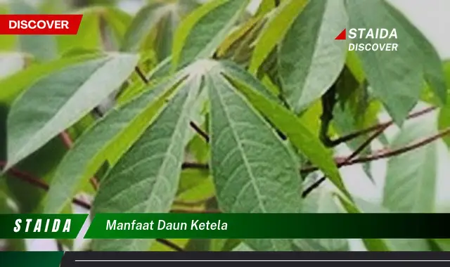 manfaat daun ketela