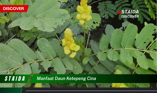 manfaat daun ketepeng cina