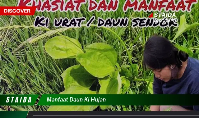 manfaat daun ki hujan