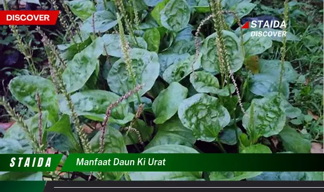 manfaat daun ki urat