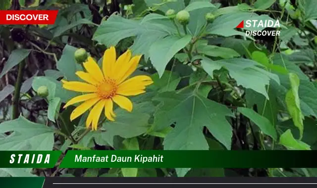 manfaat daun kipahit