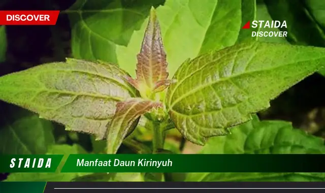 manfaat daun kirinyuh