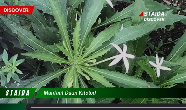 manfaat daun kitolod