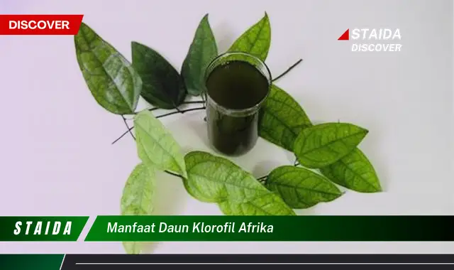 manfaat daun klorofil afrika