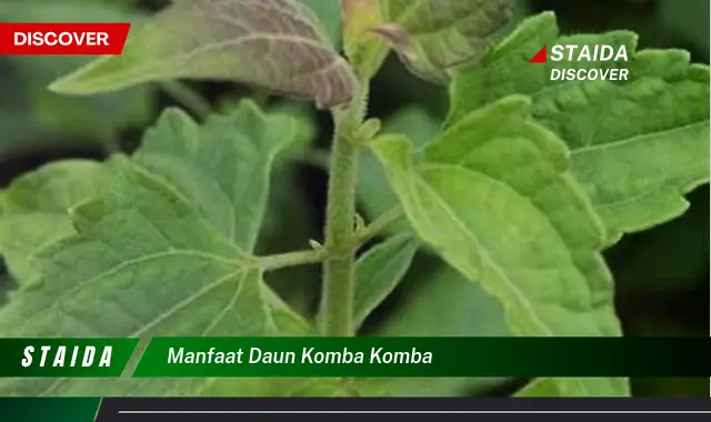 manfaat daun komba komba