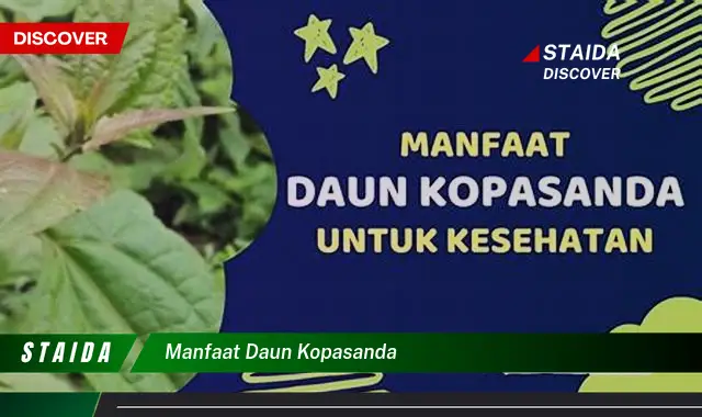 manfaat daun kopasanda