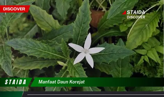 manfaat daun korejat