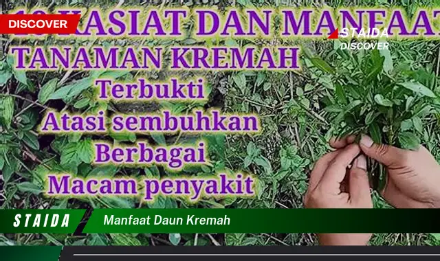 manfaat daun kremah