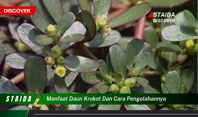 manfaat daun krokot dan cara pengolahannya