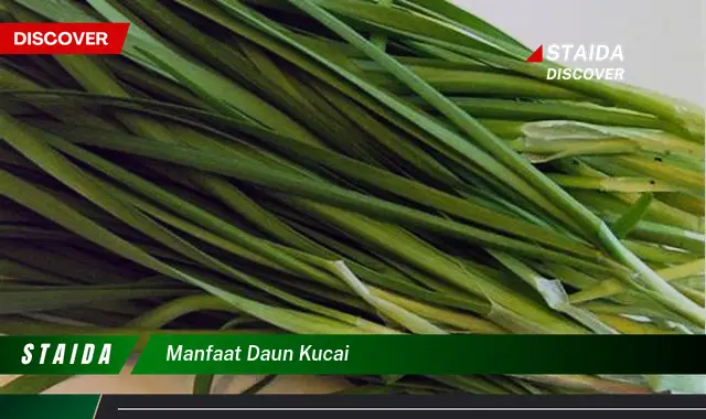 manfaat daun kucai