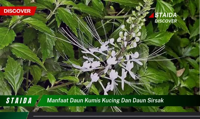 manfaat daun kumis kucing dan daun sirsak