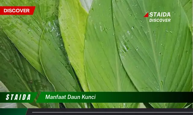 manfaat daun kunci