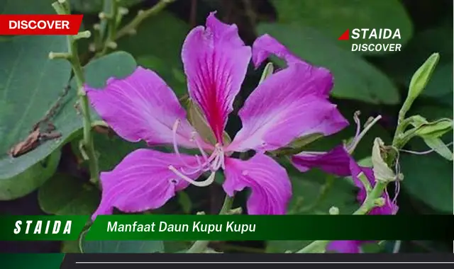 manfaat daun kupu kupu