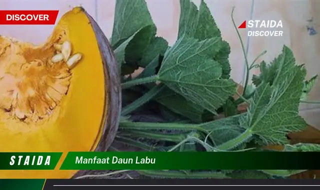 manfaat daun labu