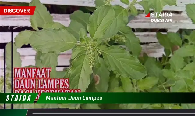 manfaat daun lampes