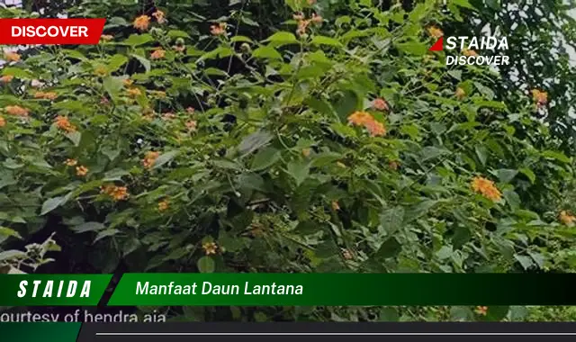 manfaat daun lantana