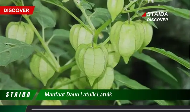 manfaat daun latuik latuik