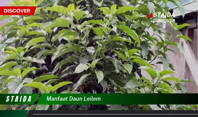 manfaat daun leilem