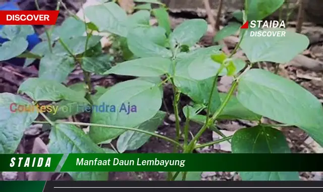 manfaat daun lembayung