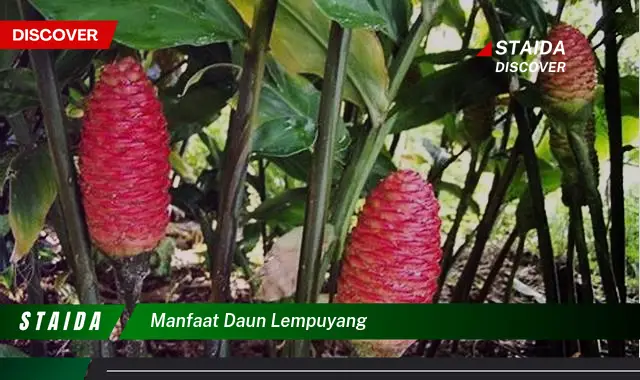 manfaat daun lempuyang