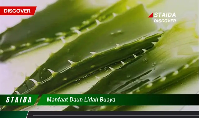 manfaat daun lidah buaya