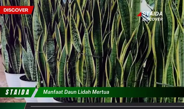 manfaat daun lidah mertua