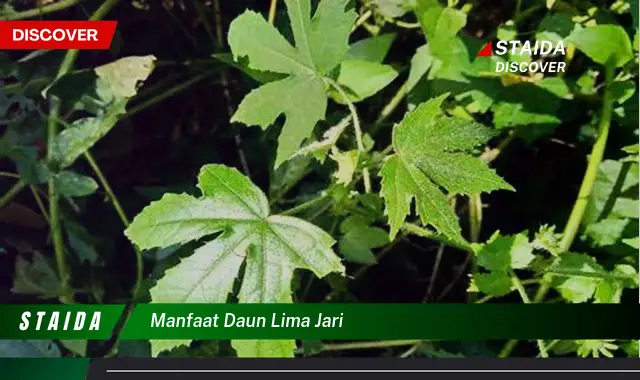 manfaat daun lima jari