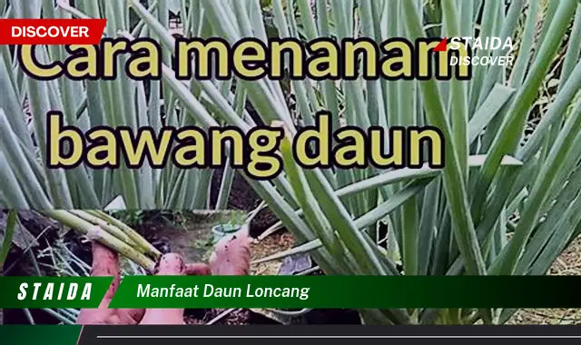 manfaat daun loncang