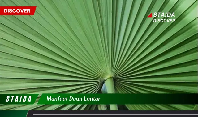 manfaat daun lontar