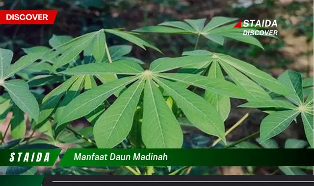 manfaat daun madinah