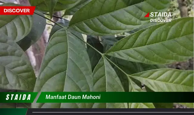 manfaat daun mahoni