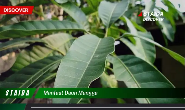 manfaat daun mangga