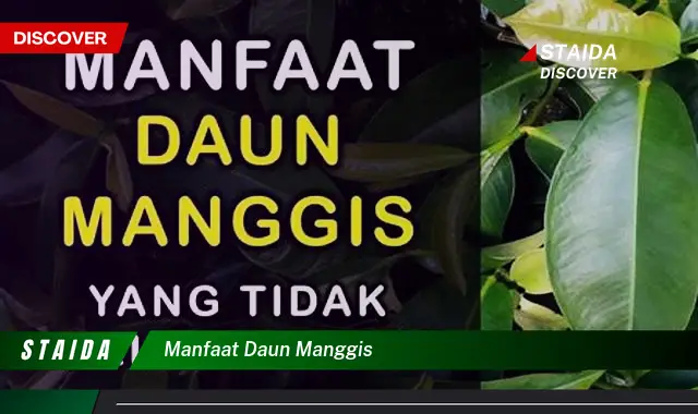 manfaat daun manggis