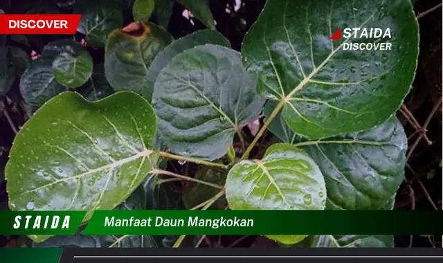 manfaat daun mangkokan