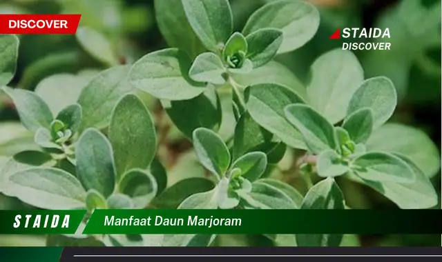 manfaat daun marjoram