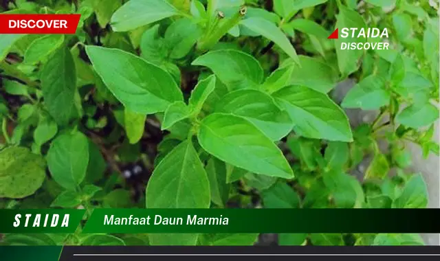 manfaat daun marmia