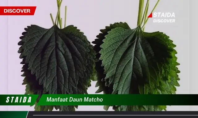 manfaat daun matcho