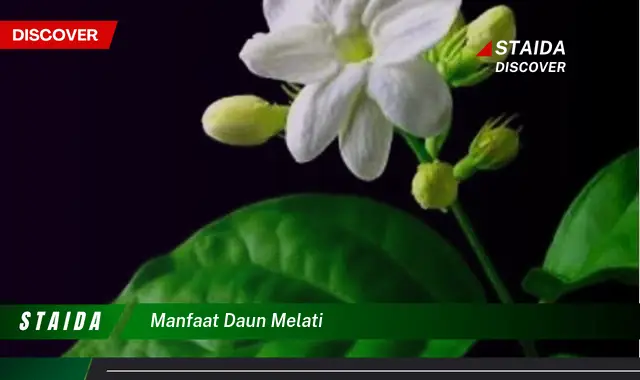 manfaat daun melati