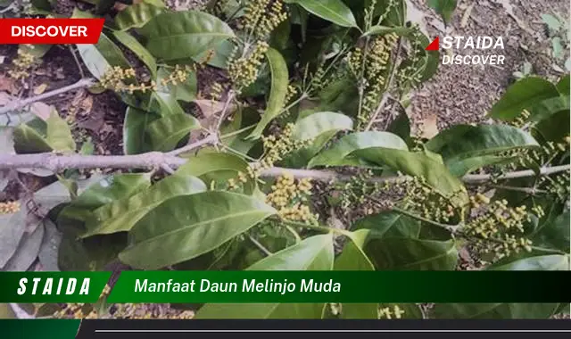 manfaat daun melinjo muda