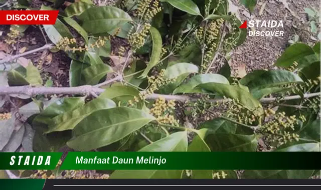 manfaat daun melinjo