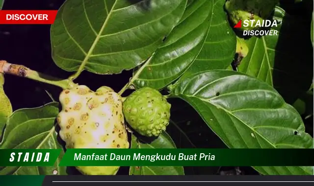 manfaat daun mengkudu buat pria