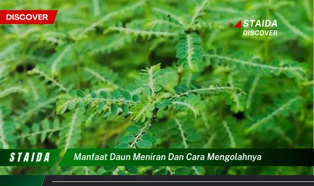 manfaat daun meniran dan cara mengolahnya