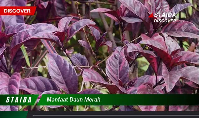 manfaat daun merah