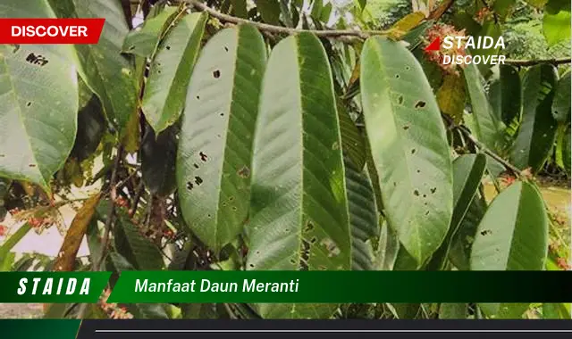 manfaat daun meranti