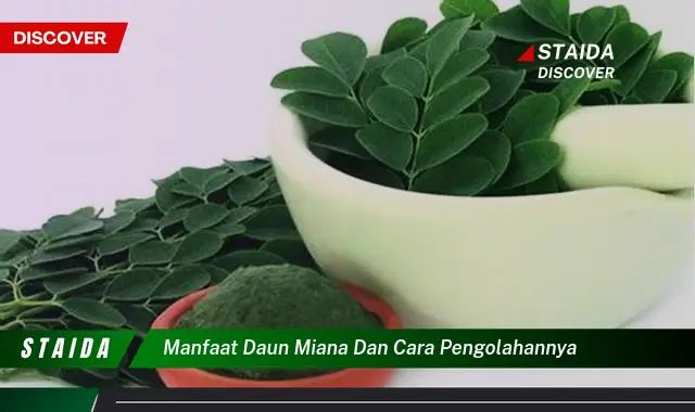 manfaat daun miana dan cara pengolahannya