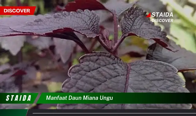 manfaat daun miana ungu