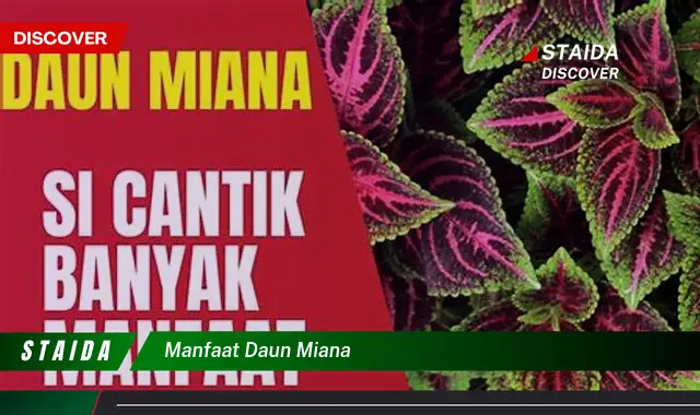 manfaat daun miana