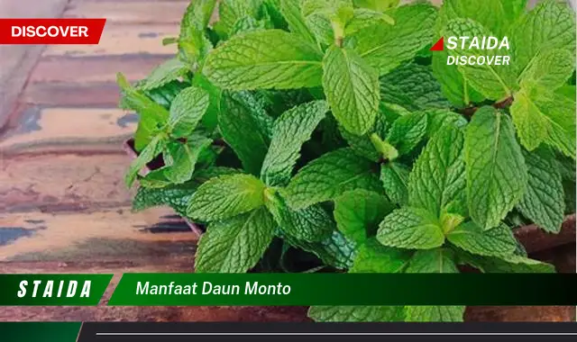 manfaat daun monto